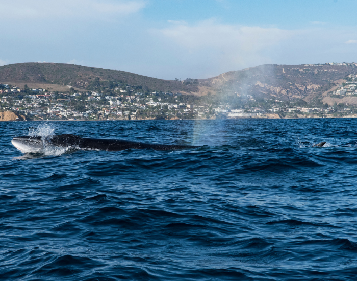 sei-whale-on-the-surface.webp sei whale coming out of the water on the surface
