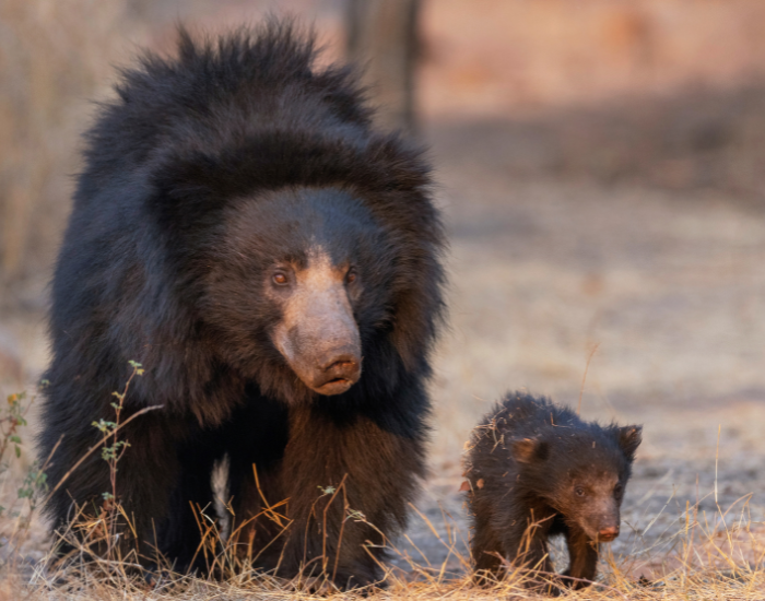 sloth-bear.webp sloth bear mom and cub walking in the wild