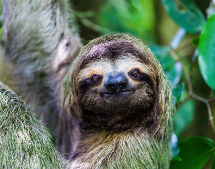head close up of a sloth in manuel antonio park costa rica