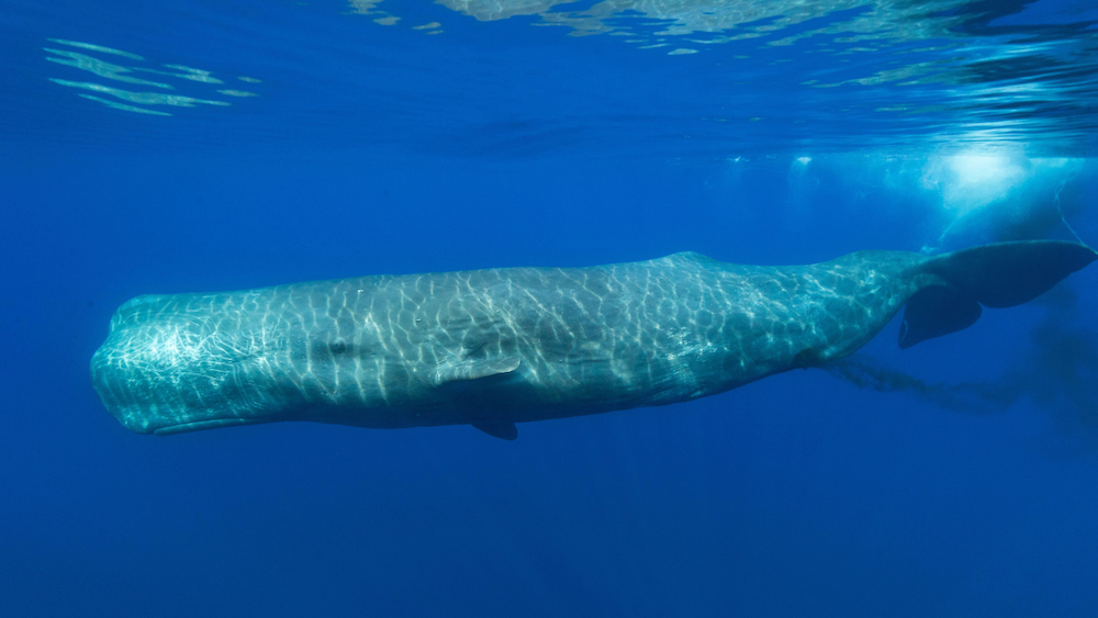 underwater photography of a sperm whale