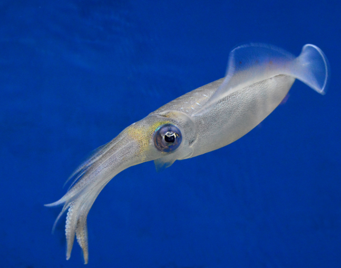 squid close up of a squid in the wild