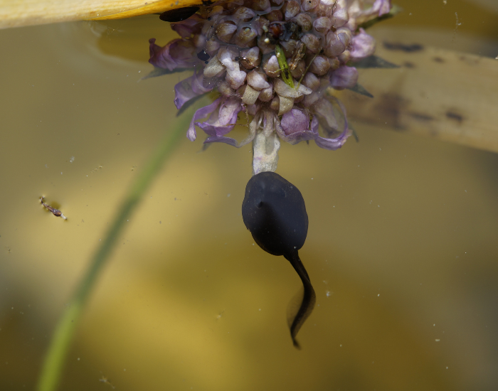 tadpole.webp tadpole swimming and feeding in water