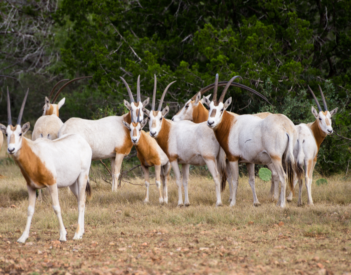 texas-oryx.webp Scimitar Horned Oryx grouped in a ranch