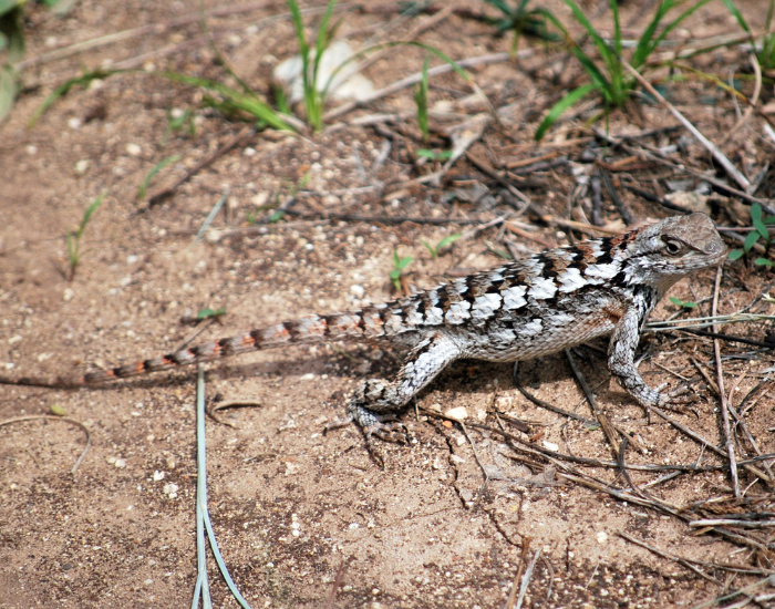 texas spiny lizard in the wild