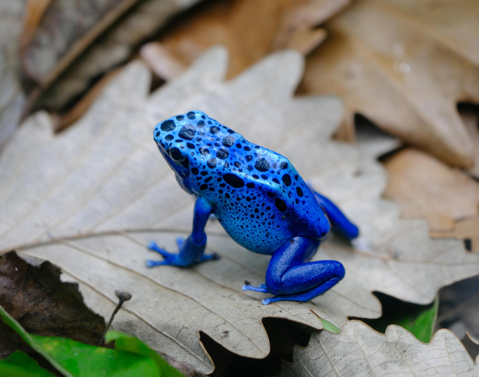 tiny-but-mighty-blue-frog.webp small blue dart frog over debris