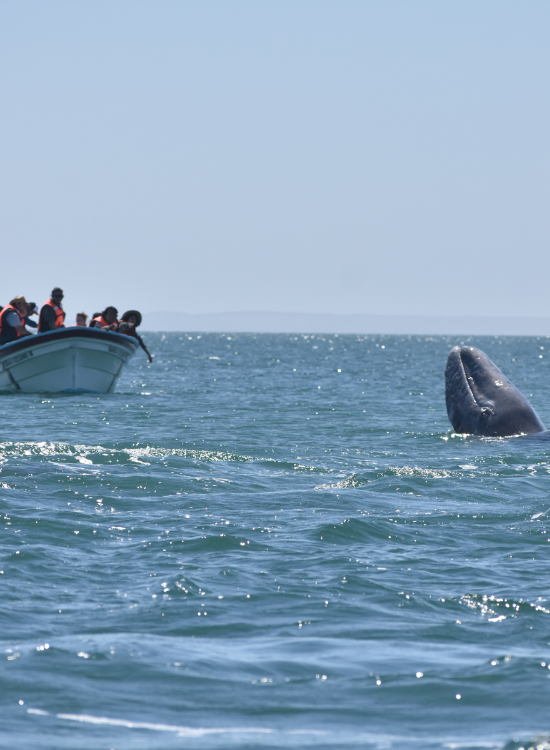 a boat tour approaching a gray whale in mexico