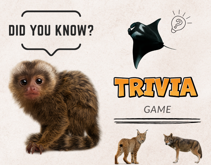 Animal trivia quiz game