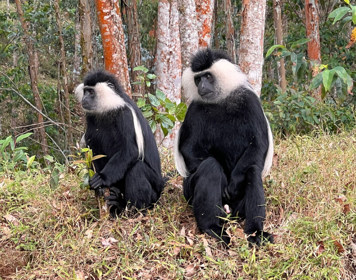 two-Black-and-white-colobus-in-jungle.webp two Black and-white colobus-in-jungle
