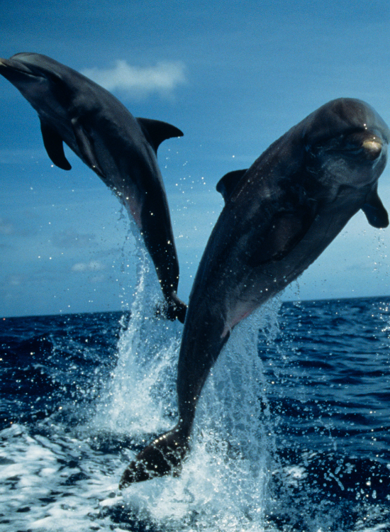 two dolphins jumping in the ocean