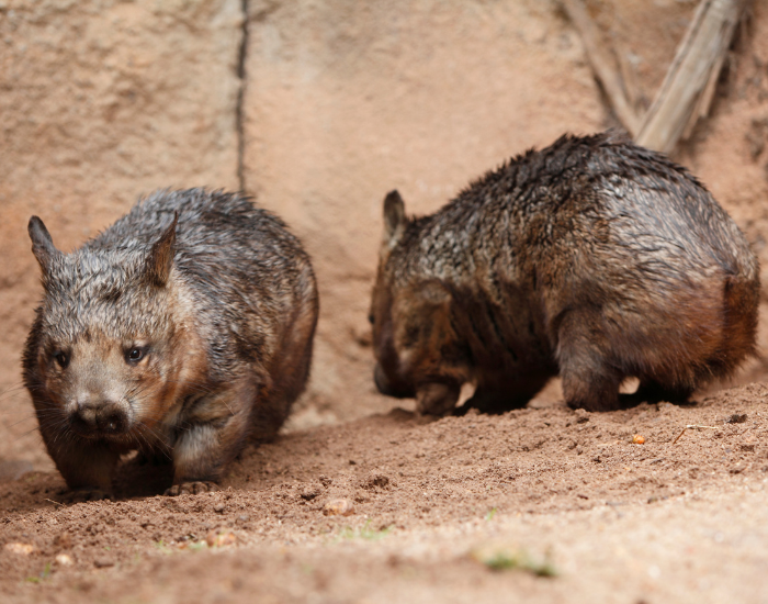 two wombats in captivity