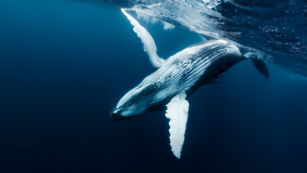 a whale swimming under the ocean