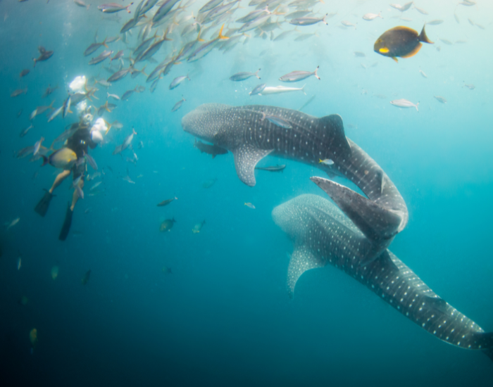 diver next to a whale shark surrounded by fish
