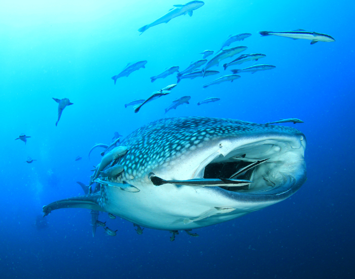 whale shark swimming underwater