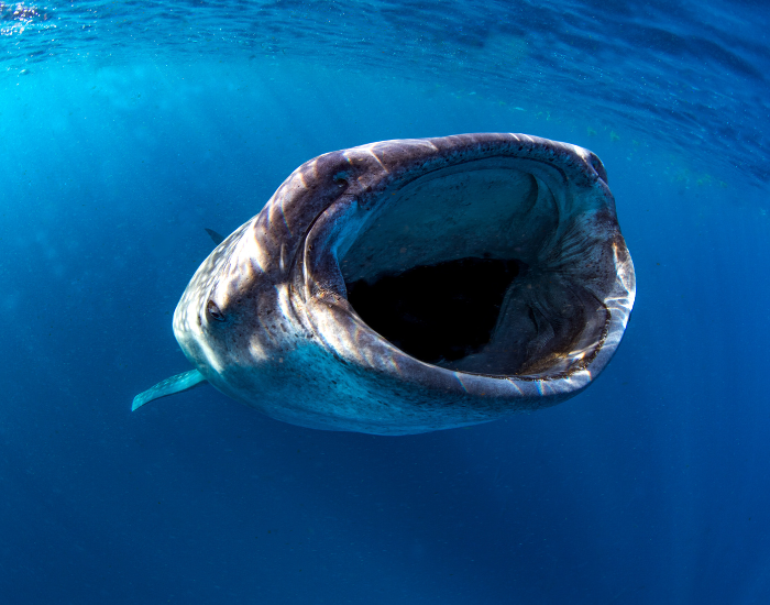 whale shark feeding with its mouth open