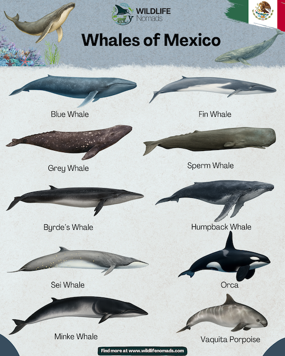 Whales of Mexico Infographic