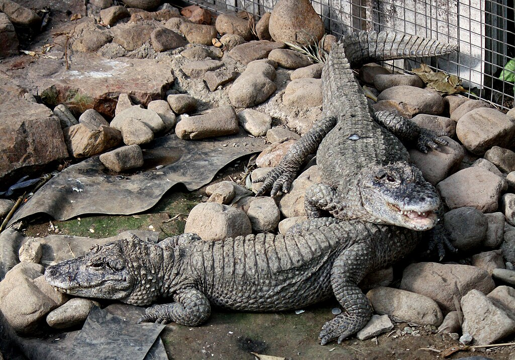 1024px-2011_China-Alligator_0491.webp two China-Alligators in an enclosure