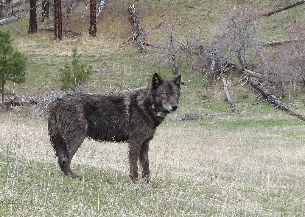 black wolf in the wild