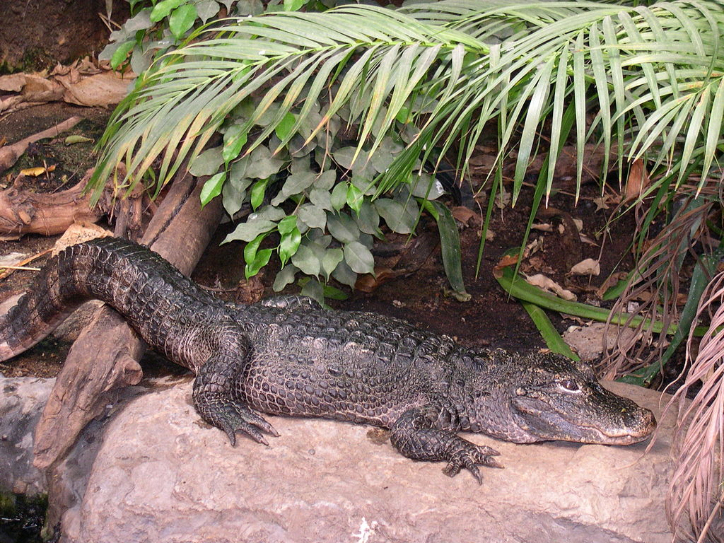 1024px-Alligator_sinensis.webp China-Alligator in an enclosure replicating habitat
