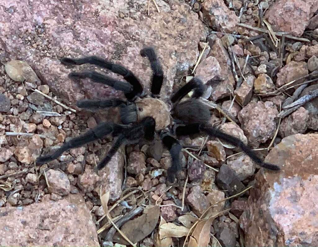 Aphonopelma hentzi in the habitat