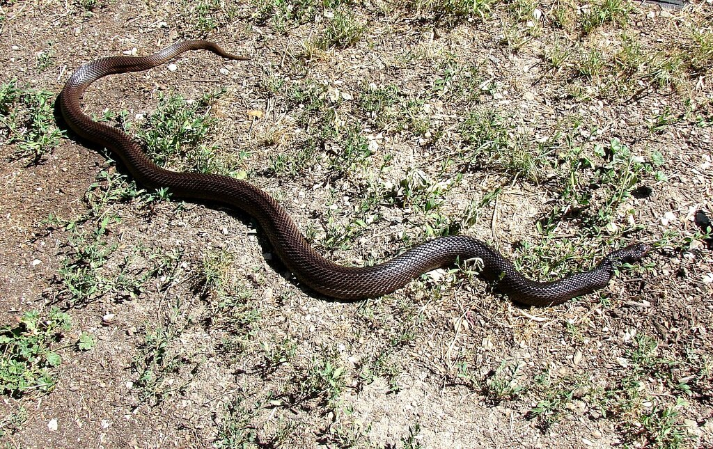 pine snake ona. sandy soil