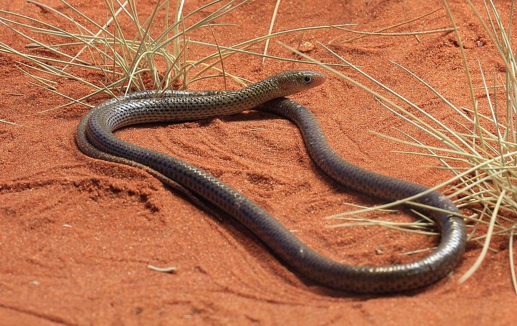 1024px-Delma_nasuta_Spinifex_Legless_Lizard_Alice_Springs.webp delma legless lizard in the desert