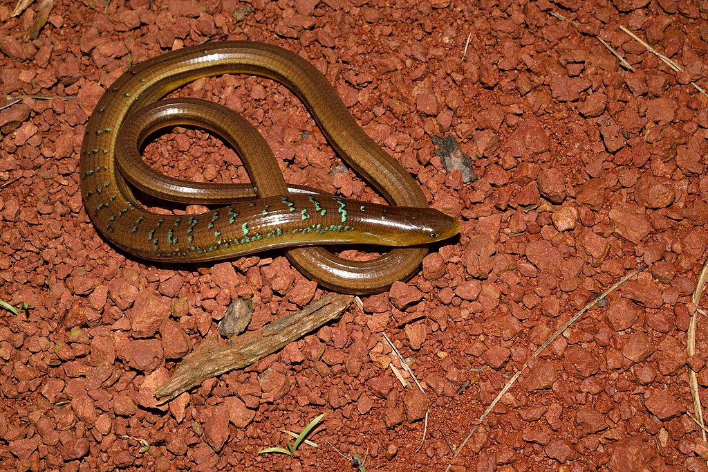 1024px-Dopasia_gracilis_49762984.webp species of Dopasia gracilis legless lizard on the ground on a rocky soil