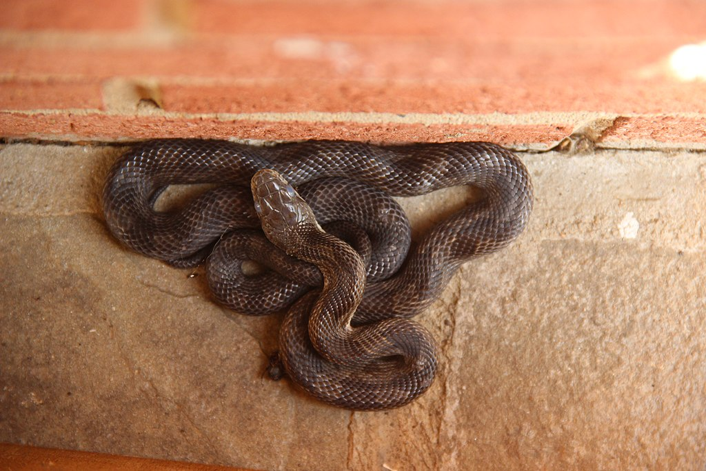 Eastern_Ratsnake_Pantherophis_alleghaniensis_residential_Montgomery_County_Maryland.webp Eastern Ratsnake curled against a brick wall