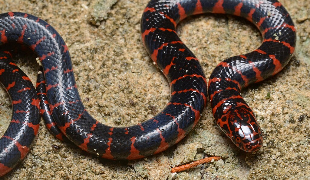 1024px-Flickr_-_ggallice_-_Eastern_mud_snake Florida Cottonmouth close black with red striped