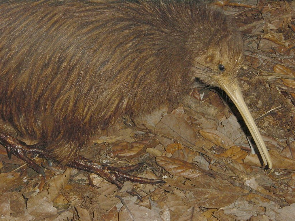 1024px-Kiwi_bird_in_Christchurch_New_Zealand_2002-01-01.webp kiwi bird on the ground