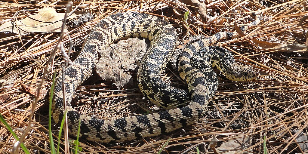 Louisiana pinesnake in the wild on the ground