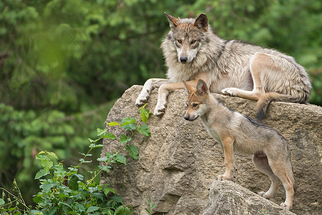 1024px-Mexican_Wolf_Pup_27447950683.webp mexican grey wold with its cub on a rock in the wild