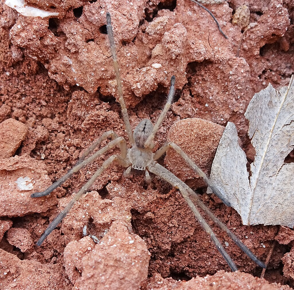 1024px-Olios_giganteus.webp Giant Crab Spider in the wild