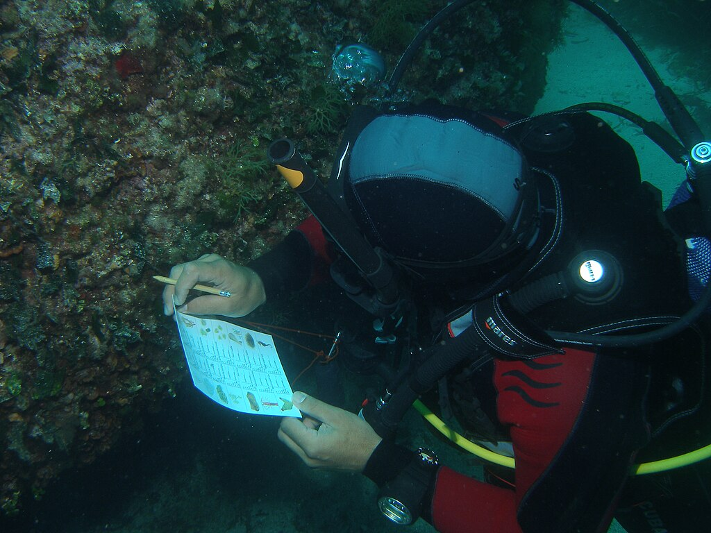 1024px-P6054238_Archetto_Tavolara_MP.webp sScuba diver holding a underwater notebook making annotations next to a reef