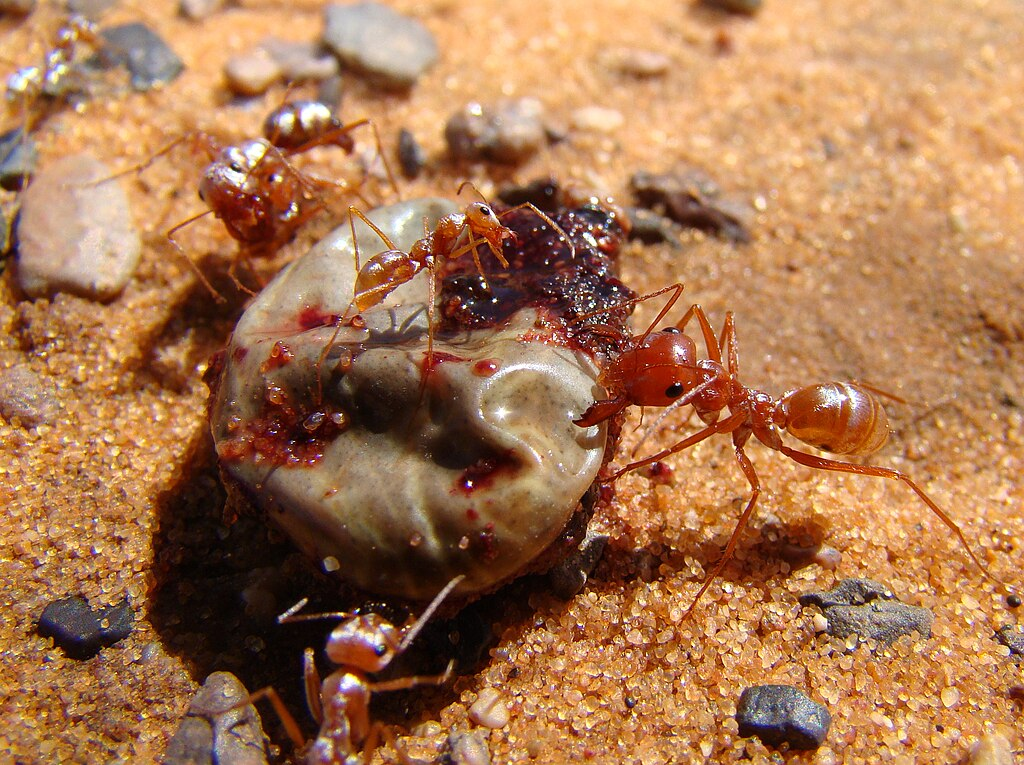 Saharan Silver Ant eating something on the desert