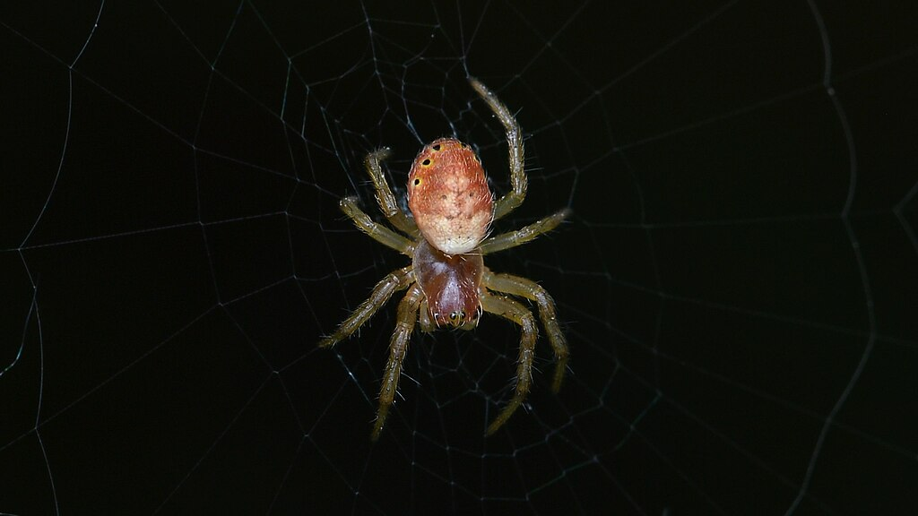 Araniella displicata with black background