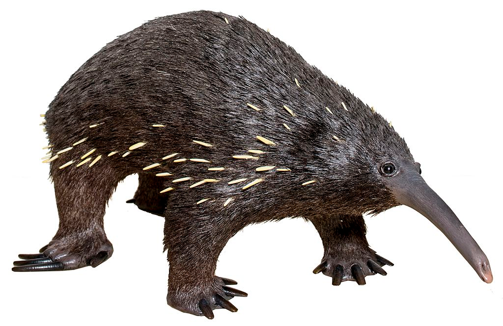Long-beaked echidna with white background