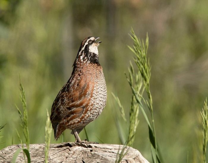 bobwihite-male-quail.webp wild male northern bobwhite