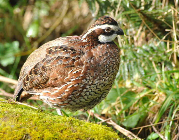 Bobwhite-Quail-wild.webp Bobwhite Quail in its habitat