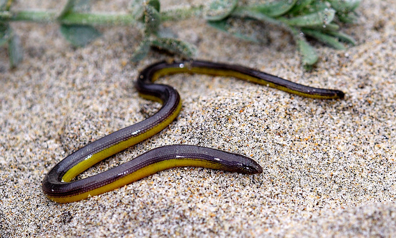 black legless lizard.webp black legless lizard in the wild