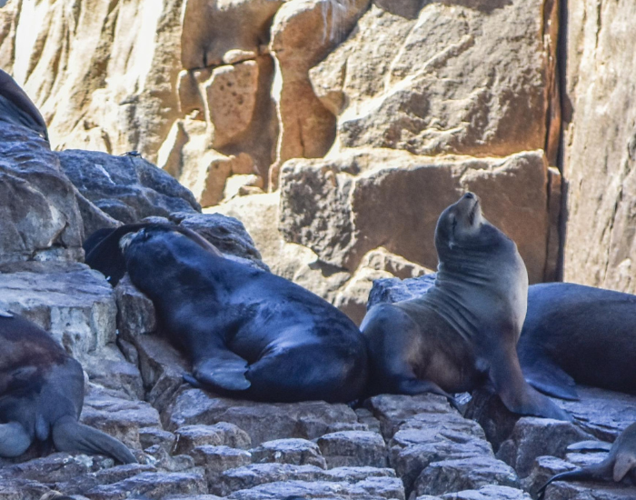 461.webp Two sea lion in los cabos on a rock