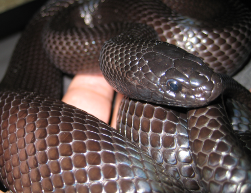 512px-Adult-mexican-black-kingsnake.webp adult mexican black king snake close up coiled on a hand