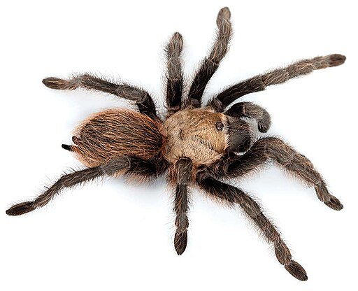 brown tarantula with white background
