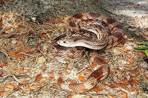 Female_Florida_pine_snake on a snady soil