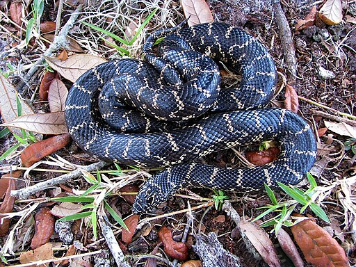 512px-Lampropeltis_getula_floridana.webp Florida Kingsnake on the ground