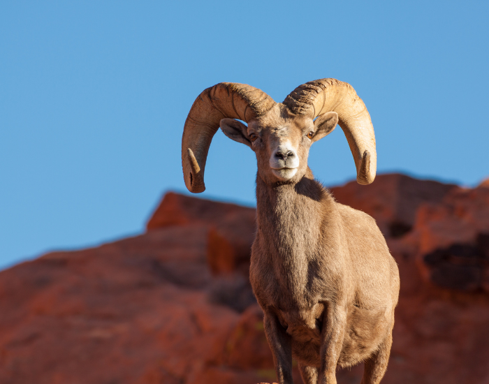 bighorn sheep in the desert with mountains on the background