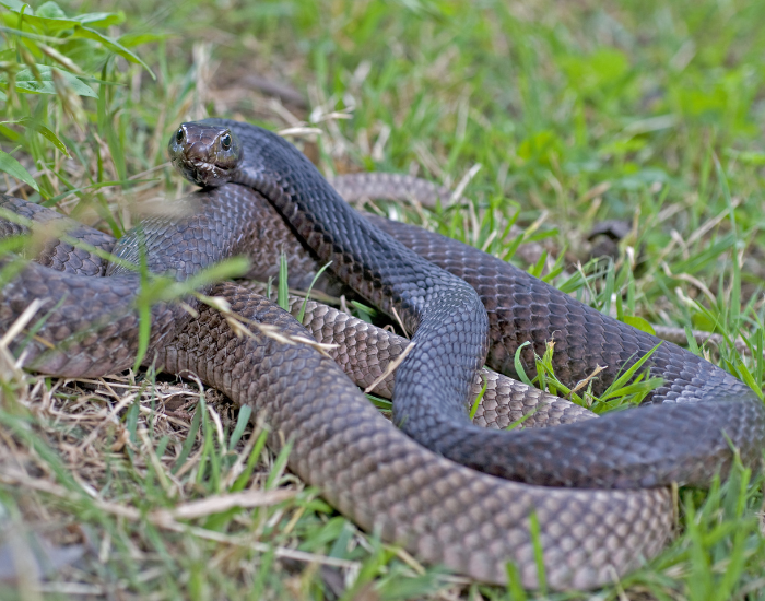 7.-Eastern-Coachwhip-Masticophis-flagellum.webp Eastern Coachwhip on grass