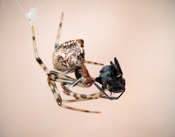 American-House-Spider-Parasteatoda-tepidariorum.webp American House Spider eating another black spider a male