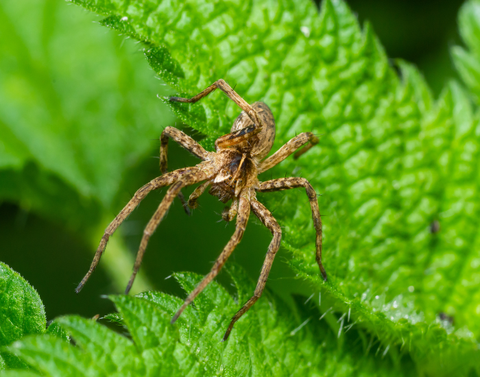 American-Nursery-Web-Spider-Pisaurina-mira.webp American Nursery Web Spider in a garden