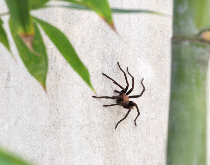 Create a ultra super realistic, very realisitc scientific illustrations focusing on  a female "Texas Brown TarantulaTexas brown tarantula on a wall