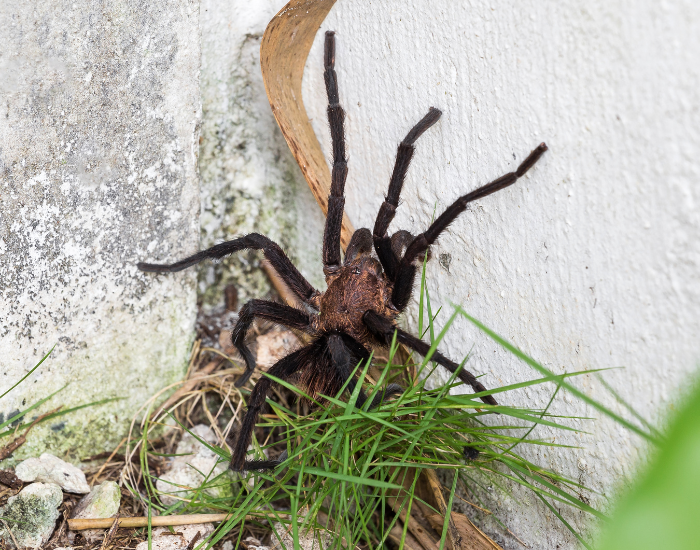 Texas Brown Tarantula on a corner within grass and a wall